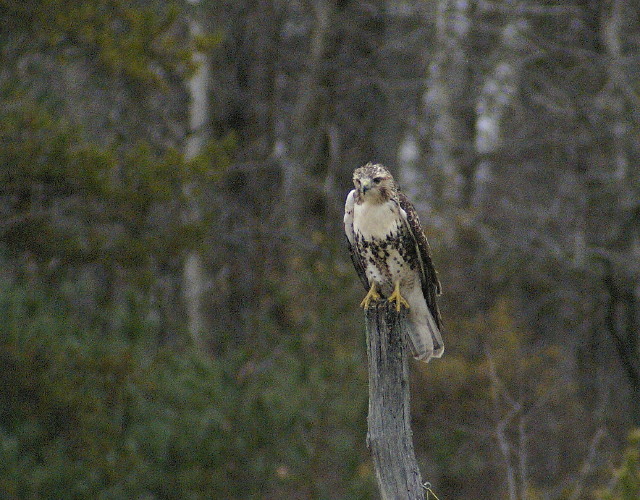 Red-tailed Hawk juvenile