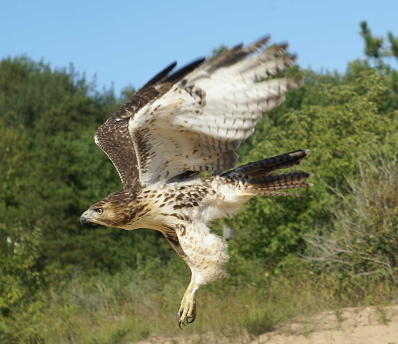 Red-tailed Hawk juvenile