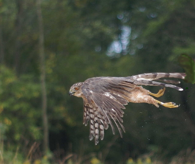 Cooper's Hawk adult male