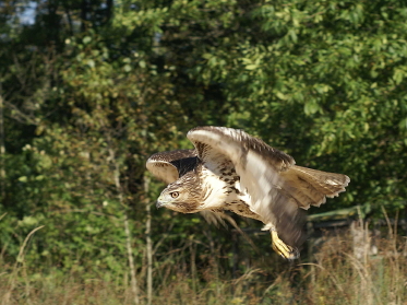 Red-tailed Hawk juvenile