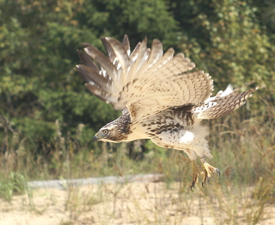Red-tailed Hawk juvenile