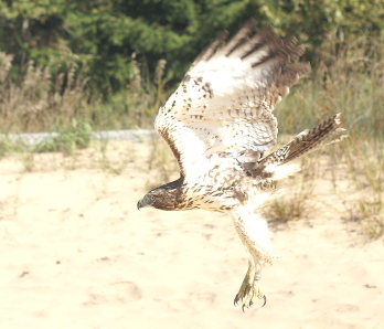 Red-tailed Hawk juvenile