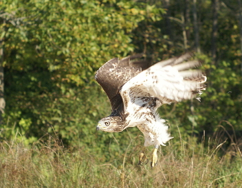 Red-tailed Hawk juvenile