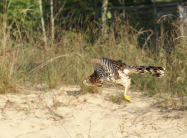 Cooper's Hawk juvenile female