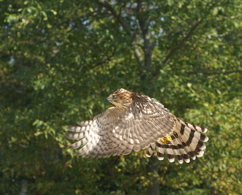 Cooper's Hawk juvenile male