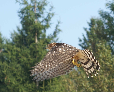 Cooper's Hawk juvenile male