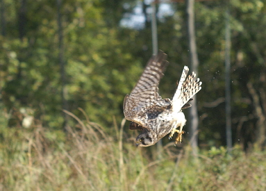 American Kestrel juvenile female