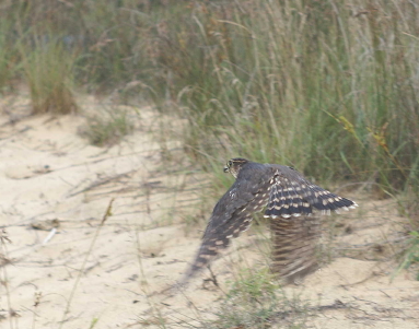 Merlin juvenile female