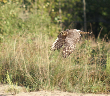 Merlin juvenile female