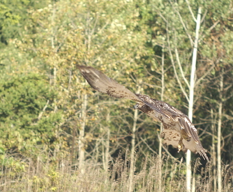 Red-tailed Hawk juvenile