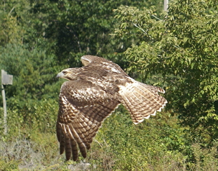 Red-tailed Hawk juvenile
