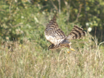 Sharp-shinned Hawk juvenile male