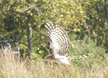 Sharp-shinned Hawk juvenile female