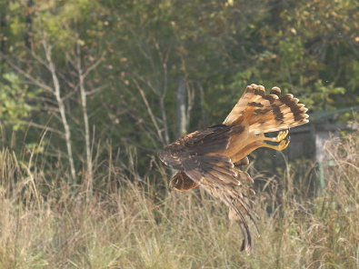 Northern Harrier juvenile male