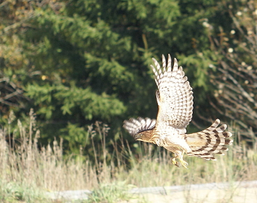 Cooper's Hawk juvenile female