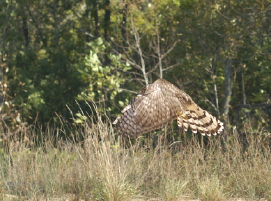 Cooper's Hawk juvenile male