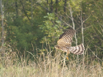 Sharp-shinned Hawk juvenile male