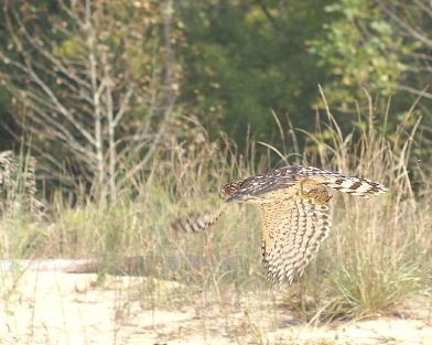 Sharp-shinned Hawk juvenile male