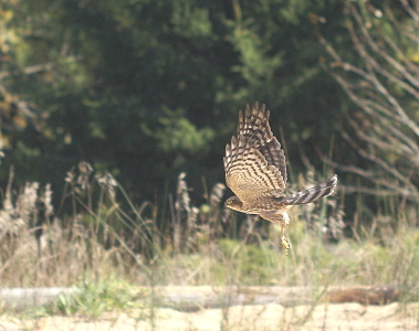 Sharp-shinned Hawk juvenile male