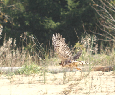 Sharp-shinned Hawk juvenile female