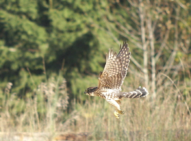 Merlin juvenile female