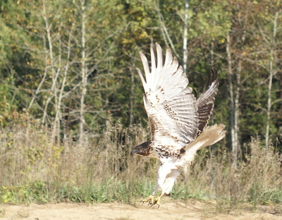 Red-tailed Hawk juvenile