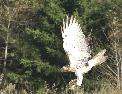 Red-tailed Hawk juvenile