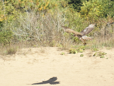 Red-tailed Hawk juvenile