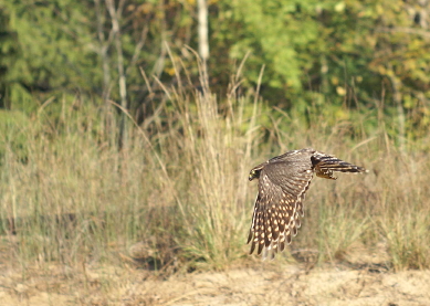 Merlin juvenile female