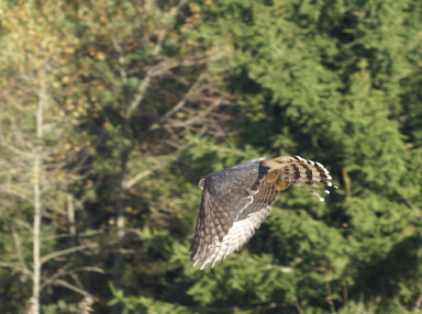 Sharp-shinned Hawk adult female