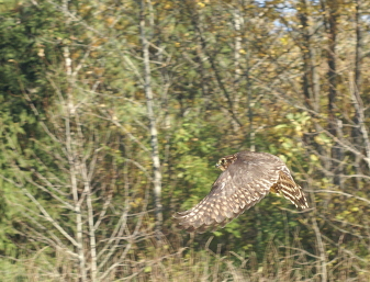 Merlin juvenile male