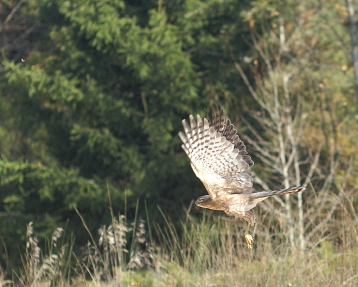 Cooper's Hawk adult male