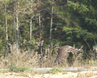 Sharp-shinned Hawk juvenile female