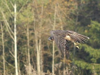 o3/92/16792/1/89421758.SnHVgY66.DSC04597ts.jpg