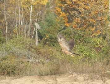 Sharp-shinned Hawk adult male