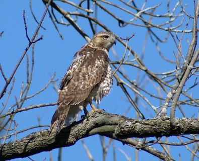 Red-tailed Hawk juvenile