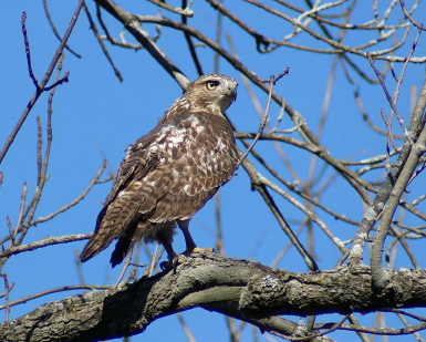 Red-tailed Hawk juvenile