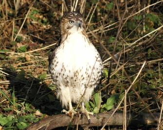Red-tailed Hawk juvenile