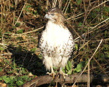 Red-tailed Hawk juvenile