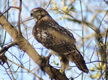 Red-tailed Hawk juvenile
