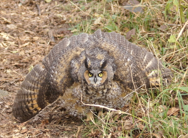 Long-eared Owl