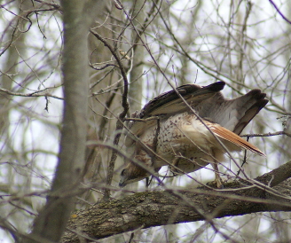Red-tailed Hawk adult