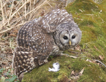 Barred Owl