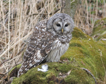 Barred Owl
