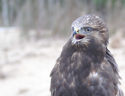 Rough-legged Hawk