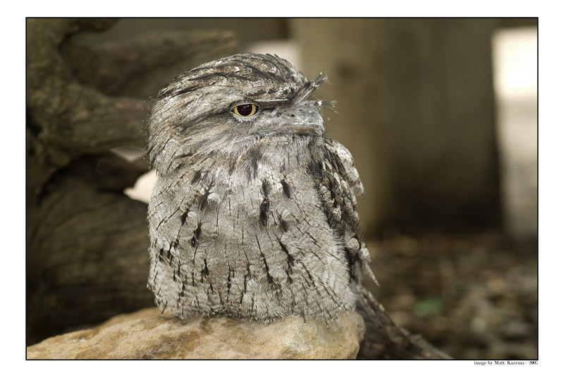 owl.jpg