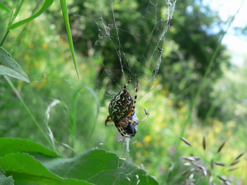 armenian spider.jpg