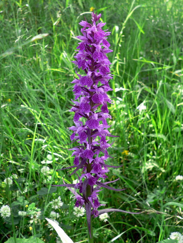 armenian orchidea.jpg
