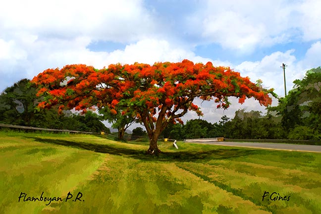 Flamboyan tree
