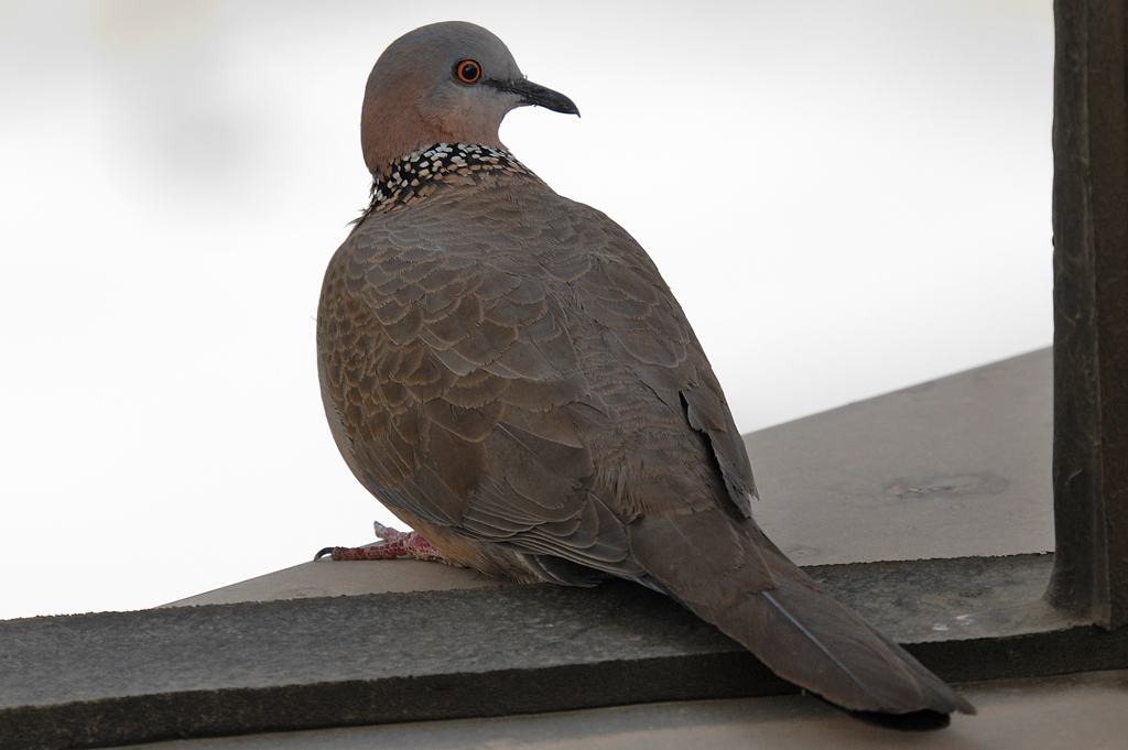 Spotted Dove